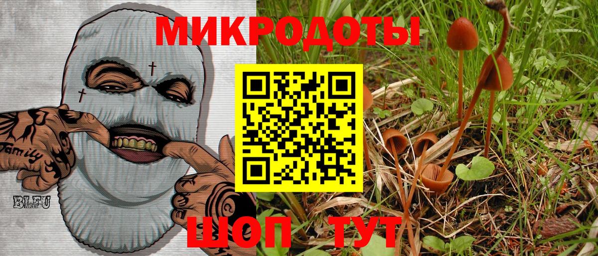 Псилоцибиновые грибы Psilocybine cubensis Великий Новгород